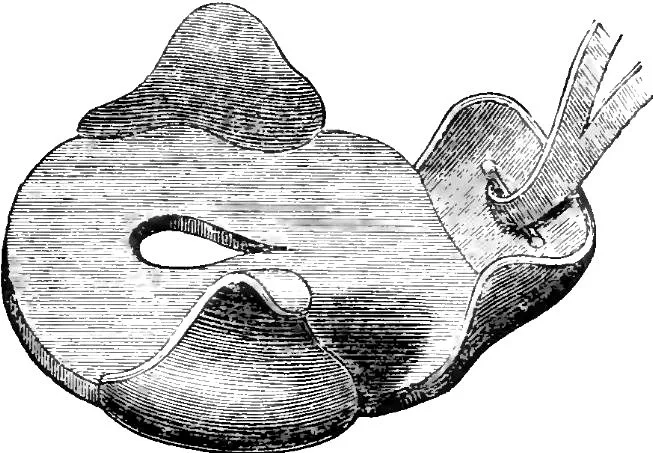 hipposandale