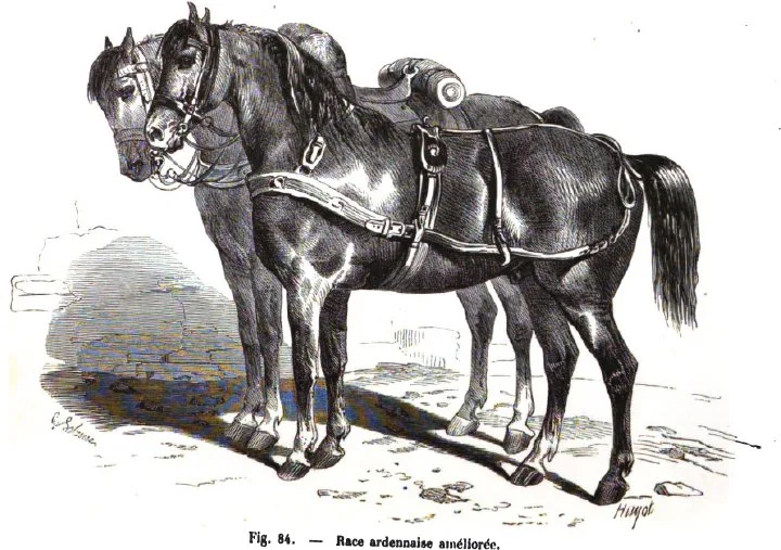 Ardenez -1861