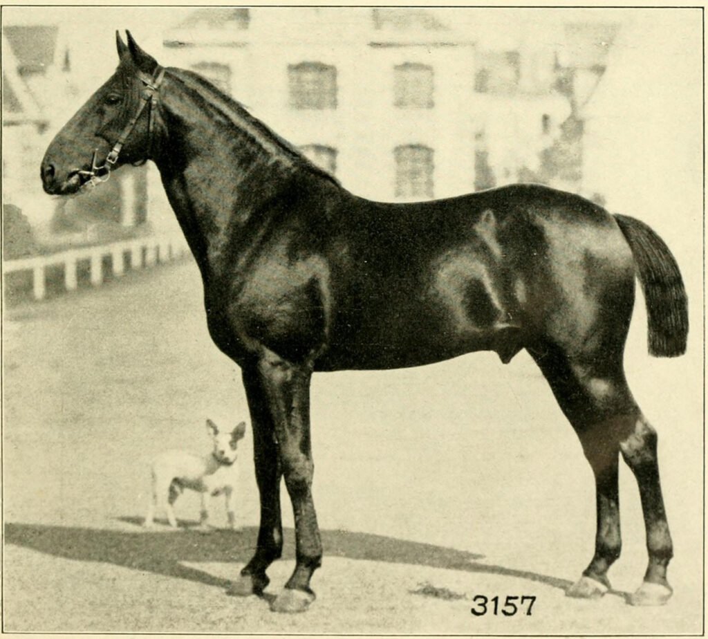 Calul Anglo-Normand
