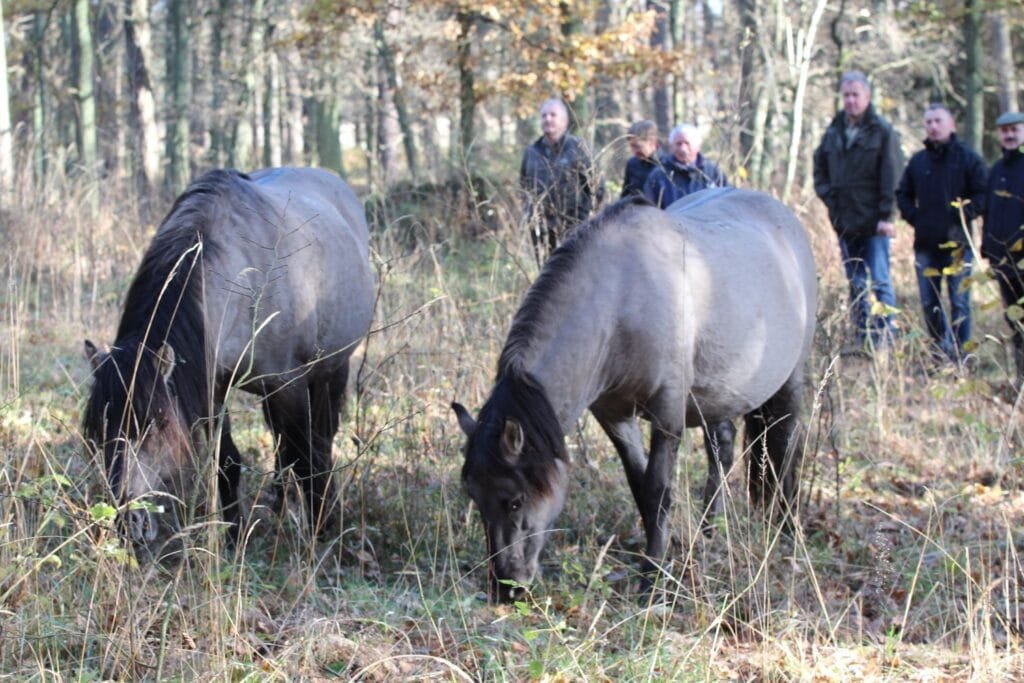 Konik
