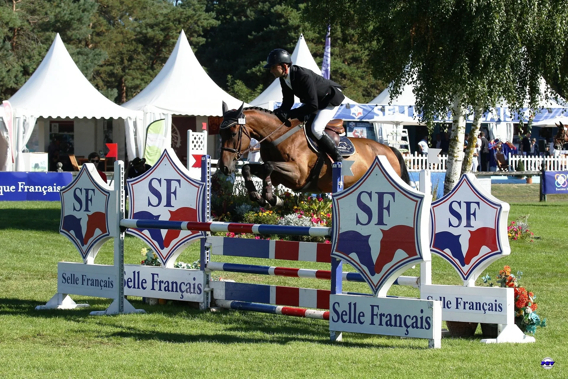 Rasa Selle Francais
