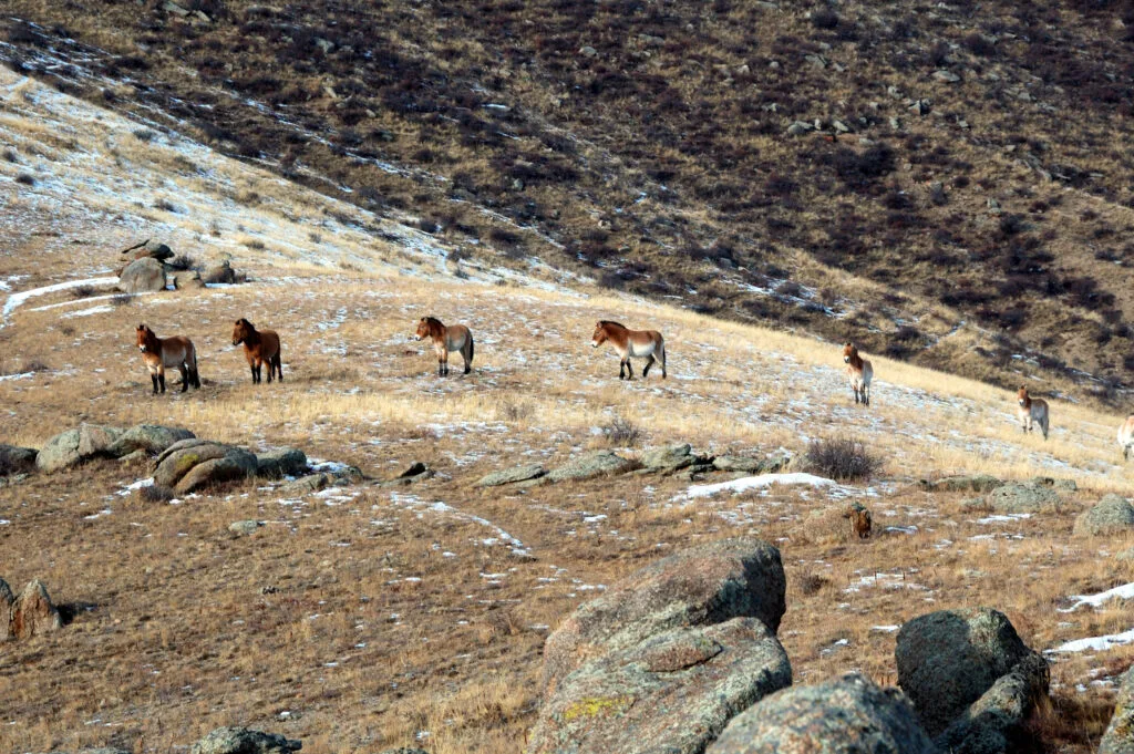 Przewalski
