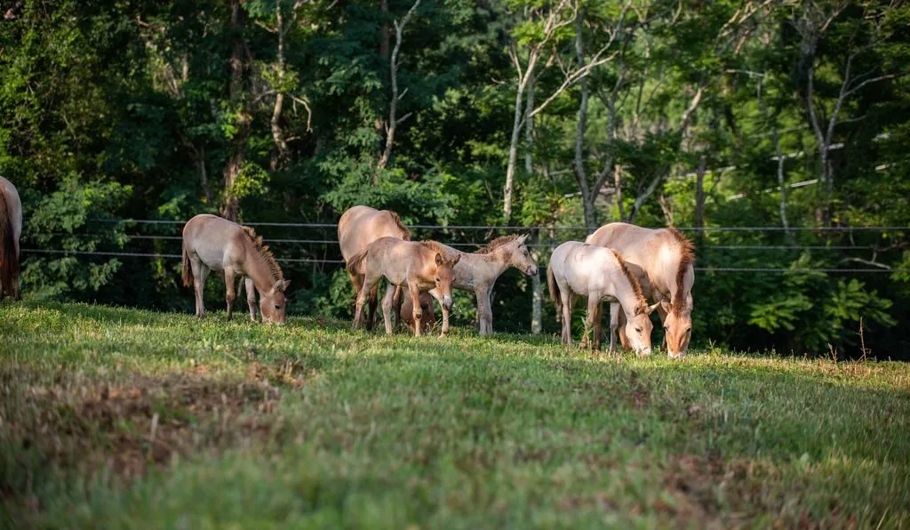 Przewalski