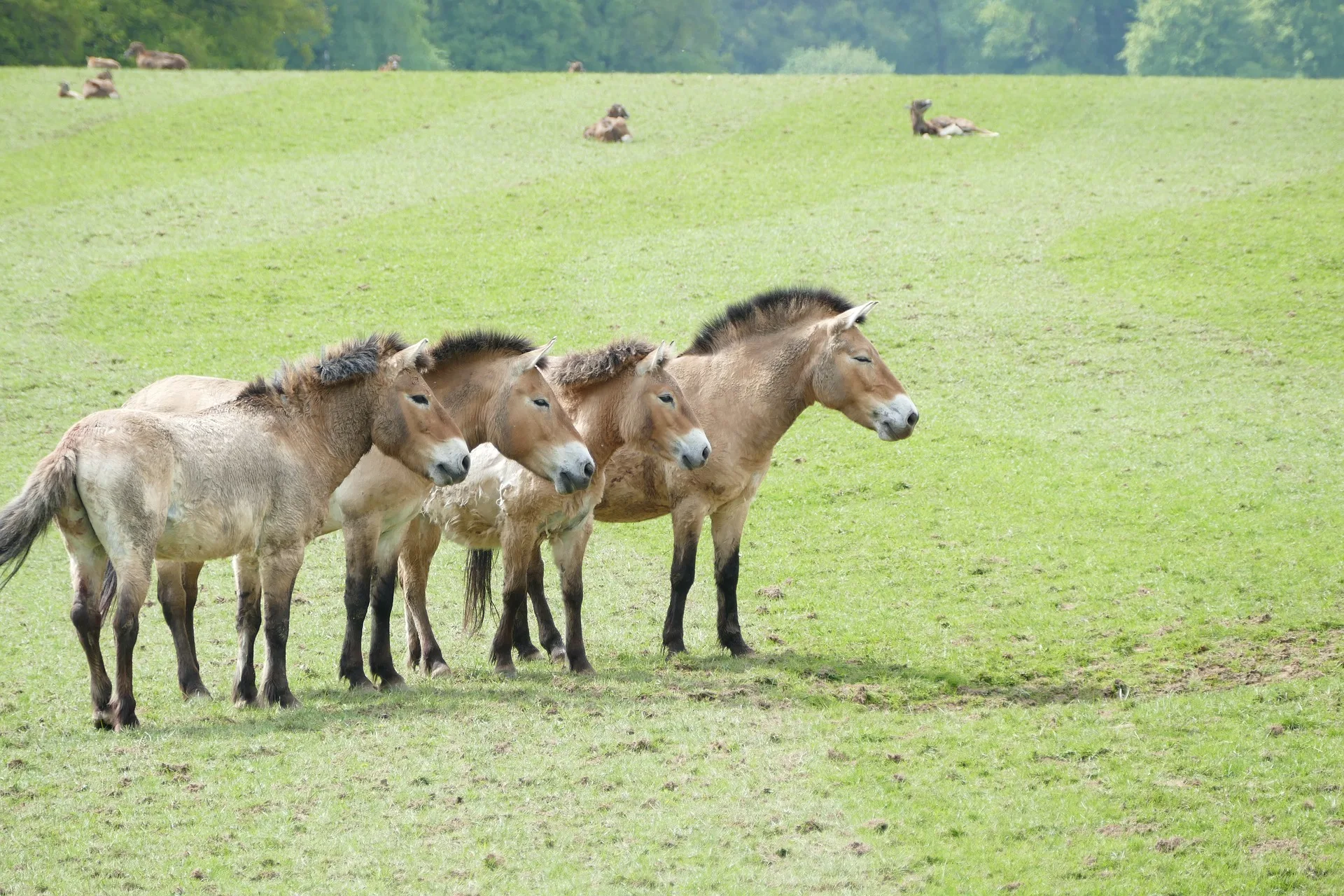 Calul Przewalski