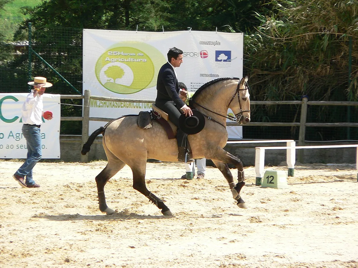 rasa de cai Lusitano
