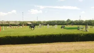 Cupa Calului de Sport Românesc