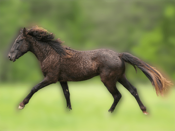 American-Bashkir-Curly-Horse