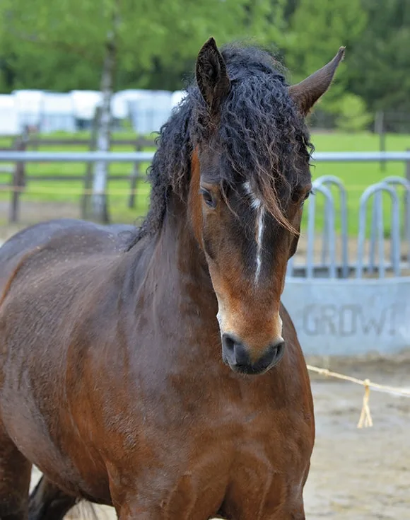 Bashkir Curly coama