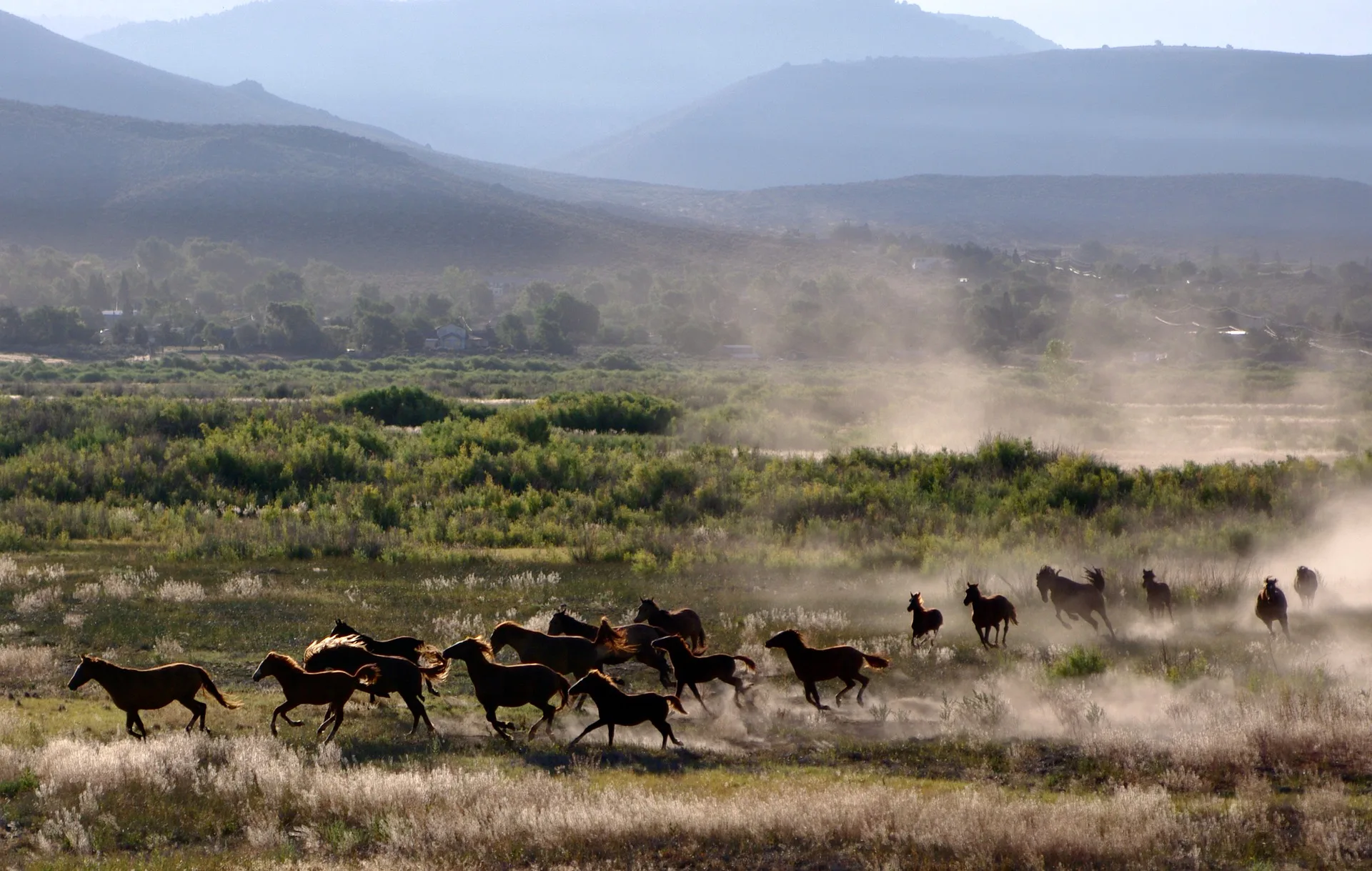 Cai Mustang