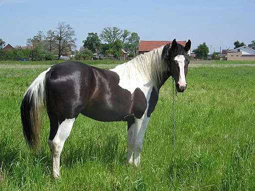 Tobiano