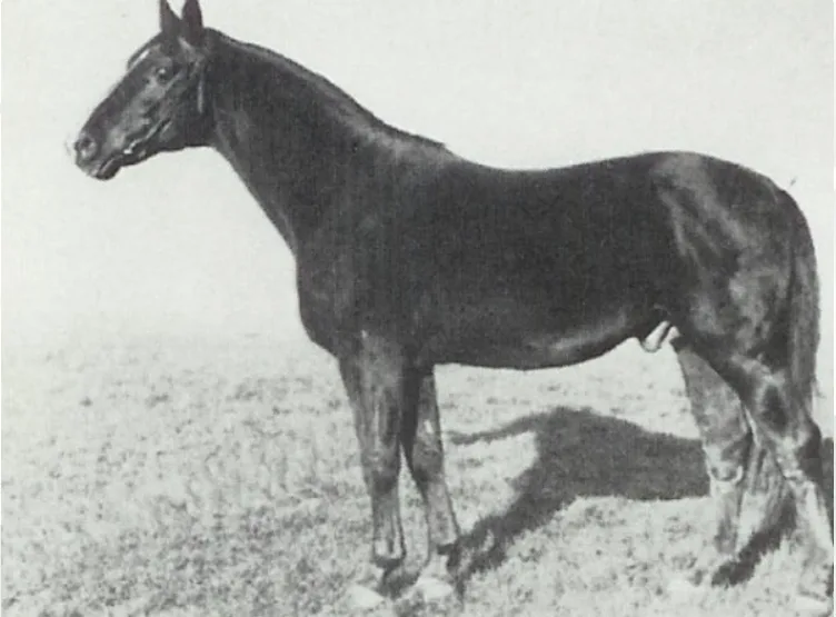 Goldamer II