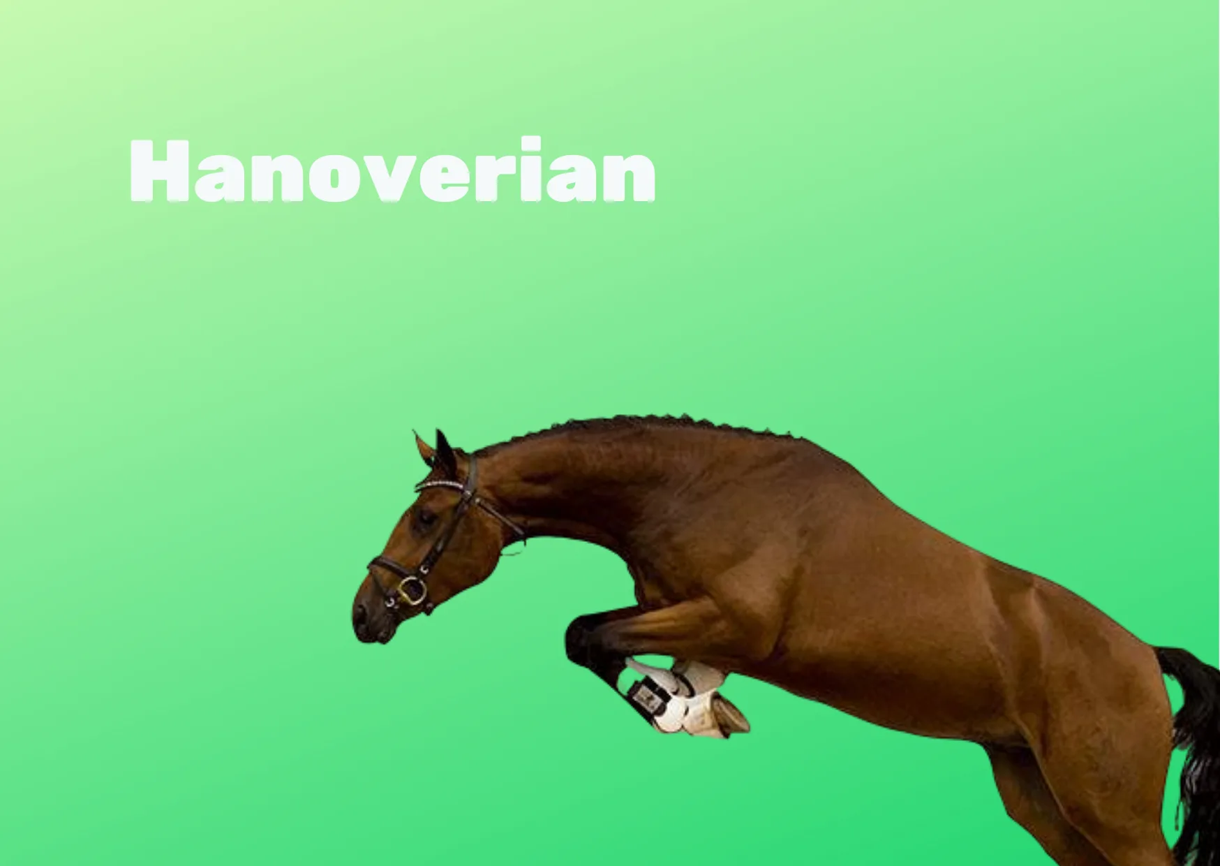 Rasa Hanoverian