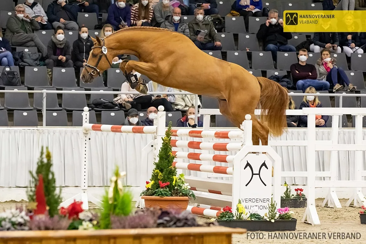 Rasa Hanoverian