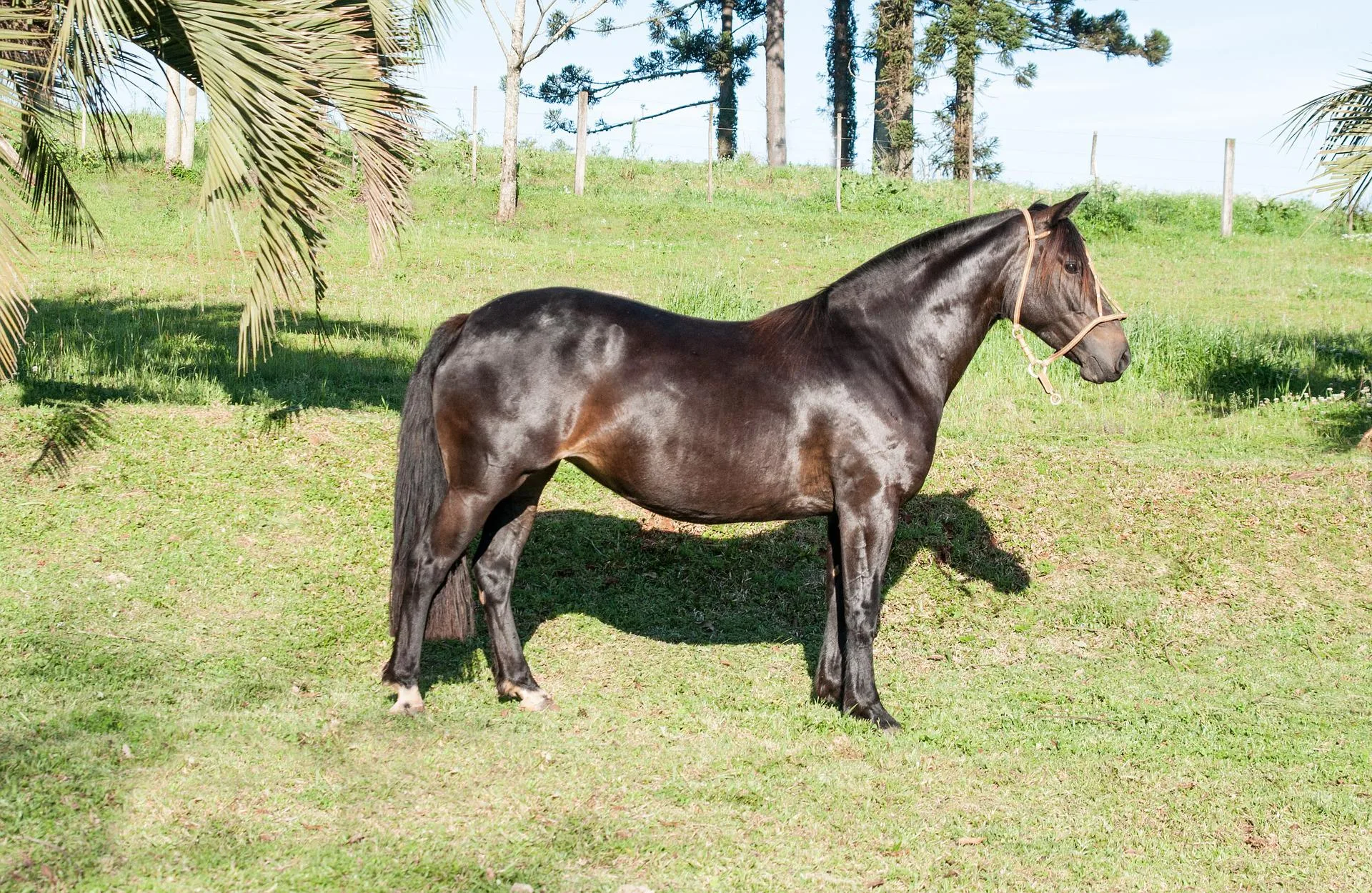 Rasa Criollo