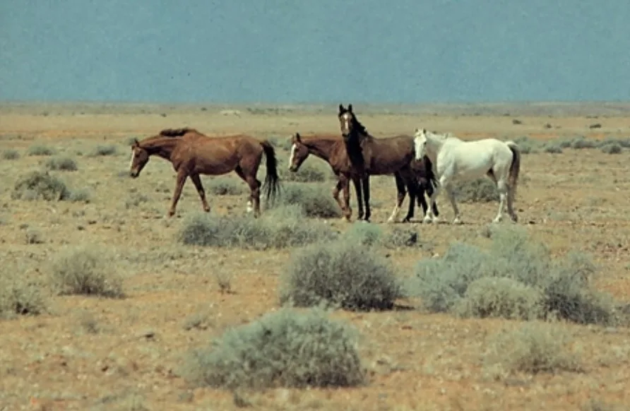 Brumby cai