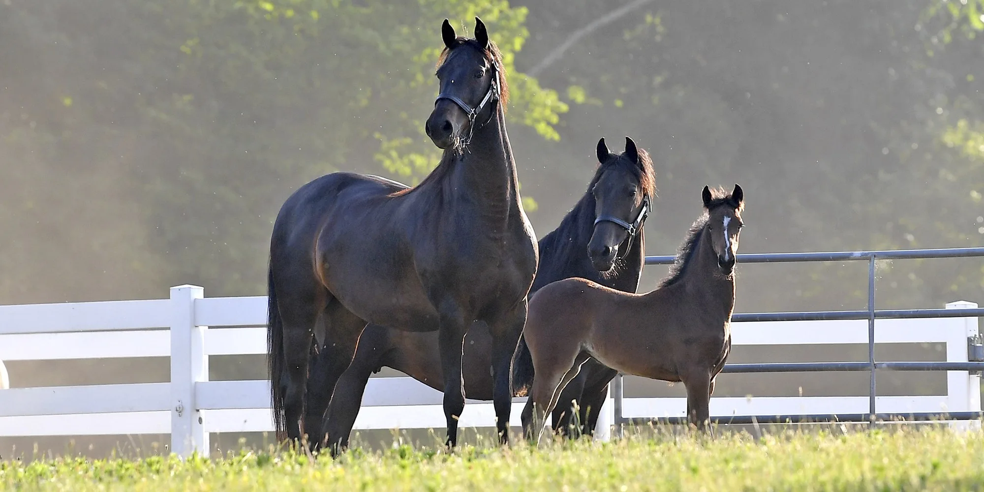 Morgan Horse Association