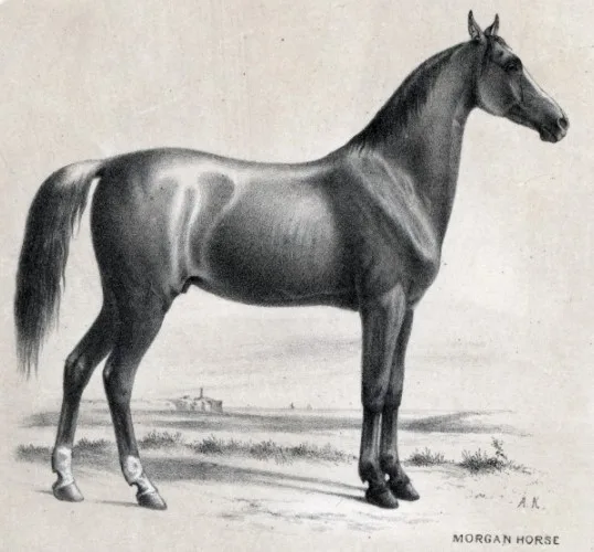Morgan Horse