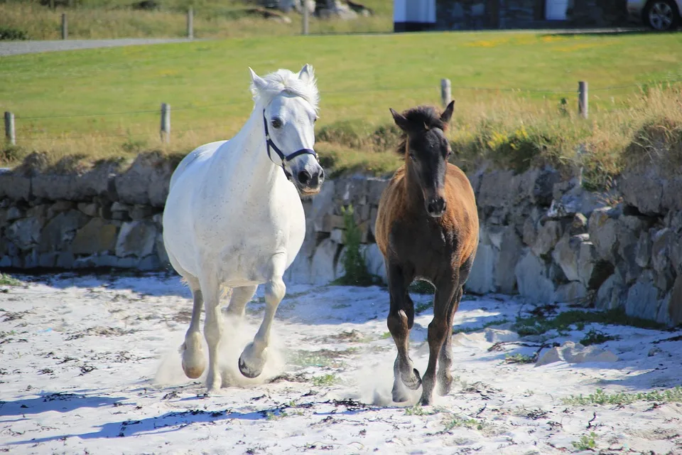 Ponei Connemara - cover