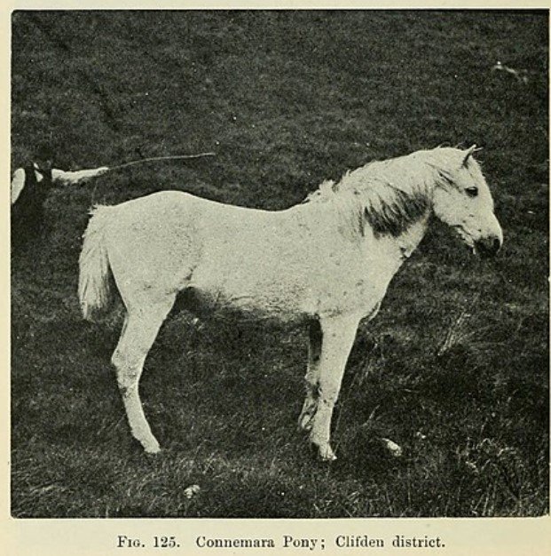 The origin and influence of the thoroughbred horse - Ponei Connemara