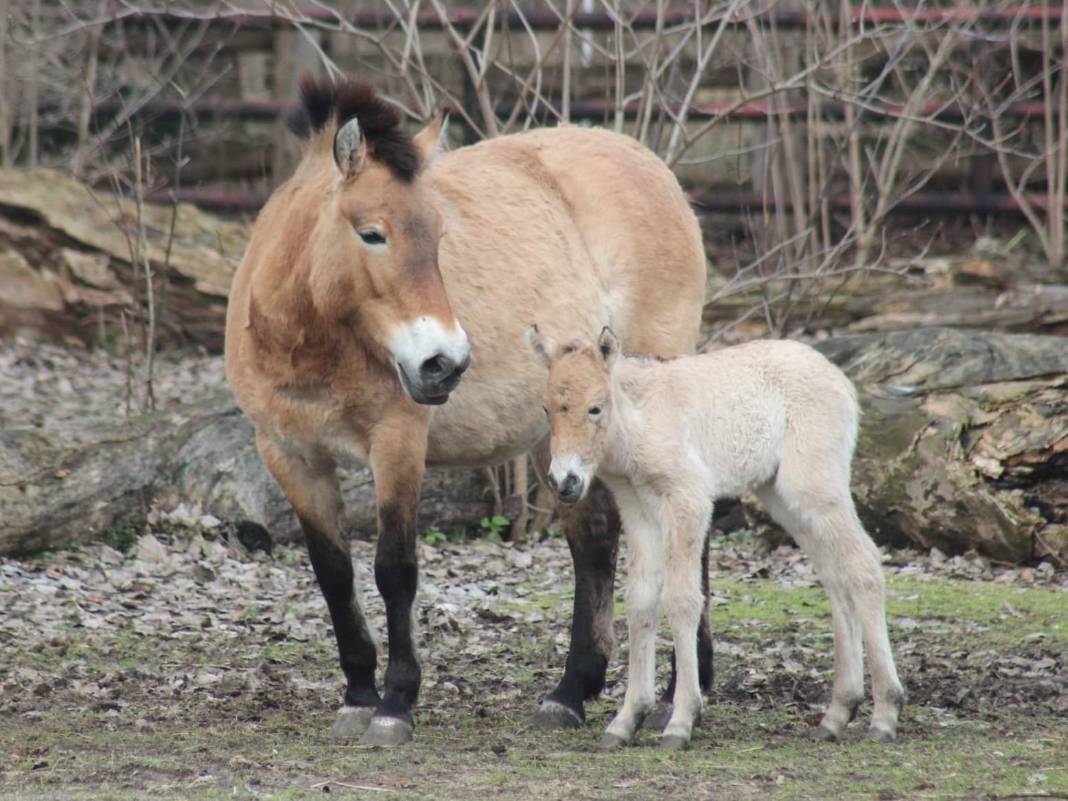 Przewalski cal