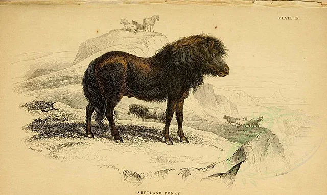 SHETLAND_PONEY