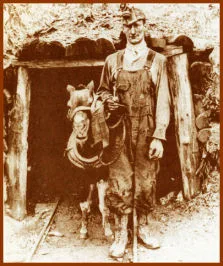 Rasa Shetland mină