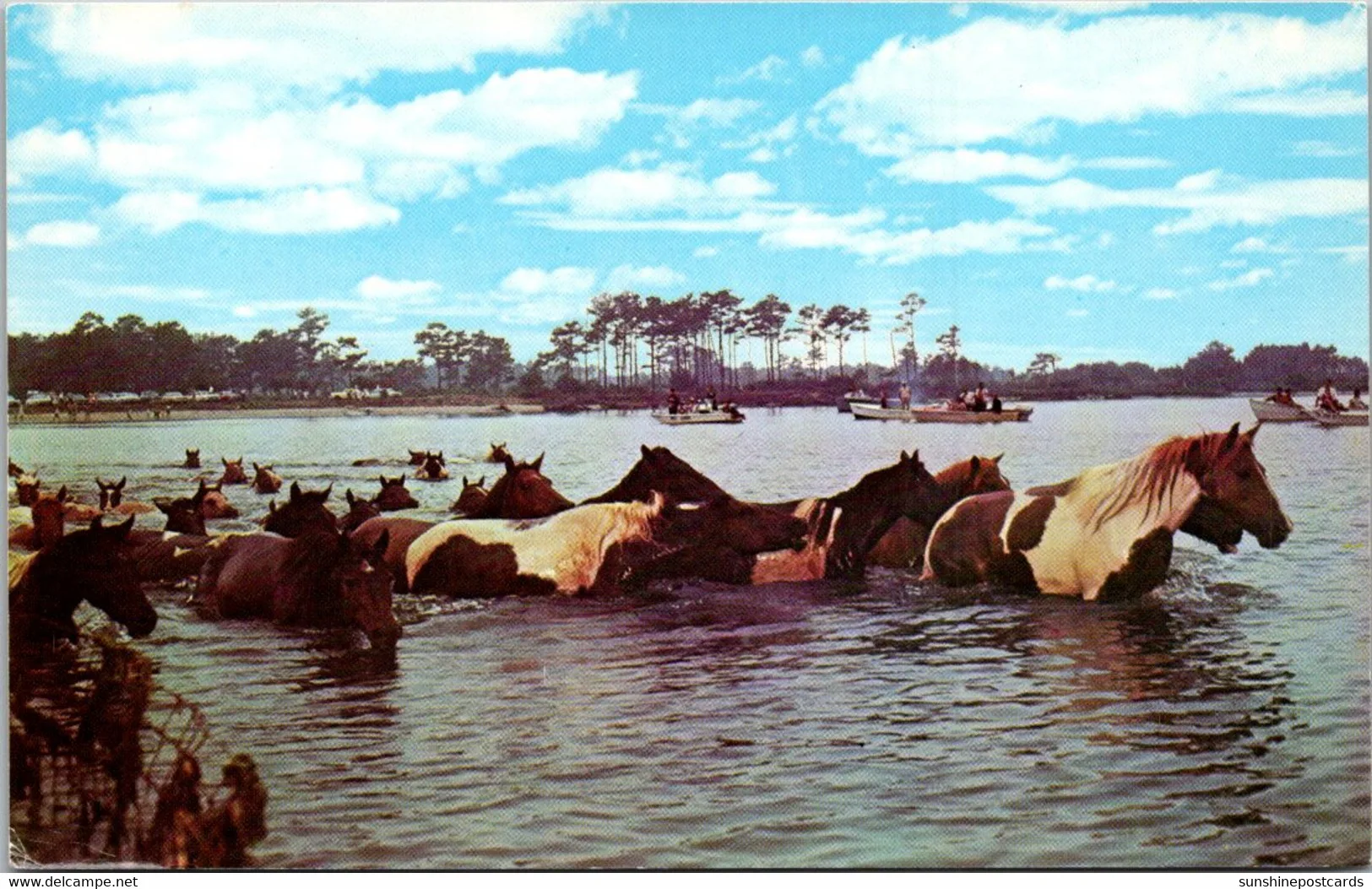 Chincoteague
