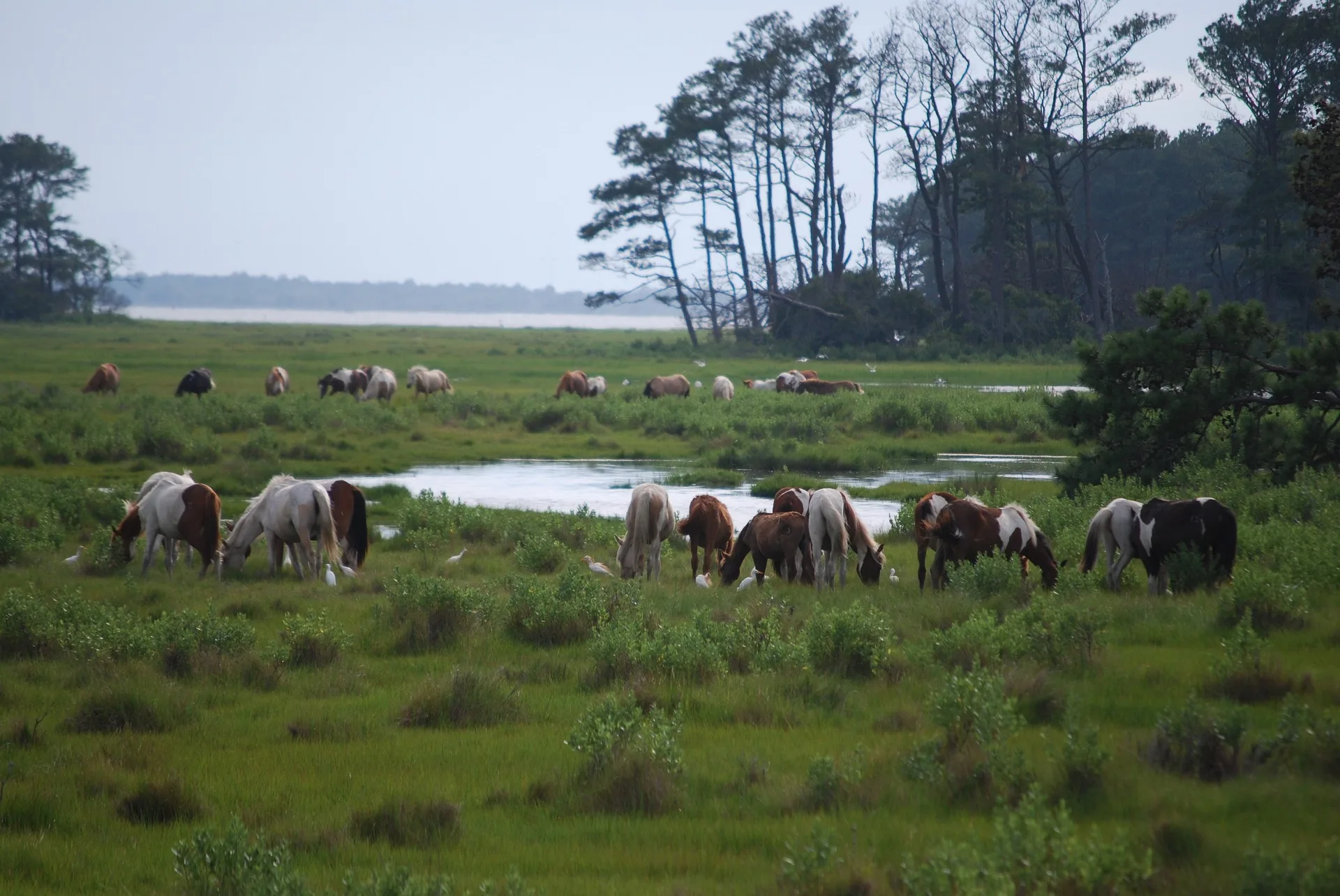 Rasa Chincoteague