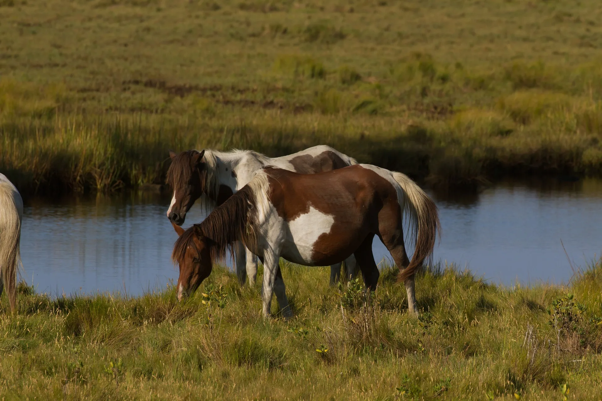 ponei chincoteague