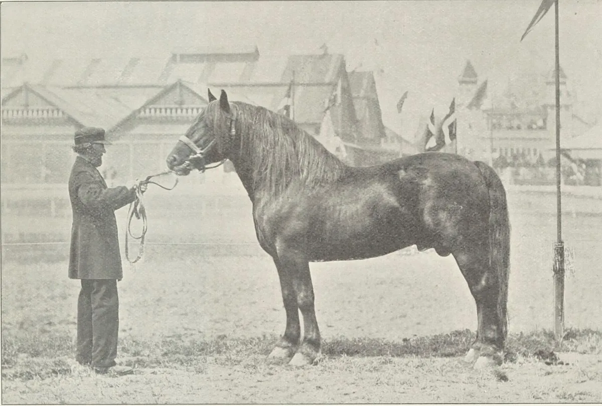 Rasa Jutland 1900