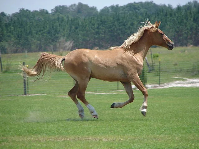 Cal Galiceno