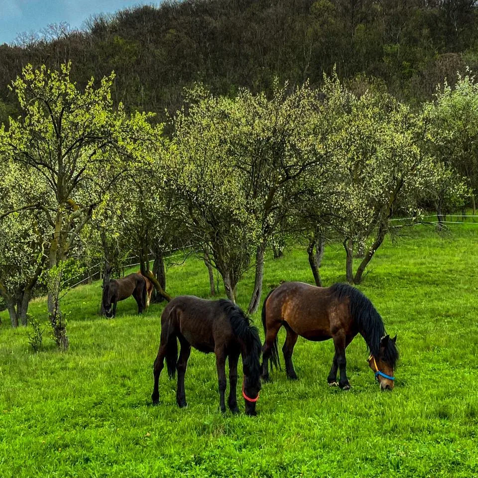 Centrul de Echitatie si Recuperare Colt de Rai