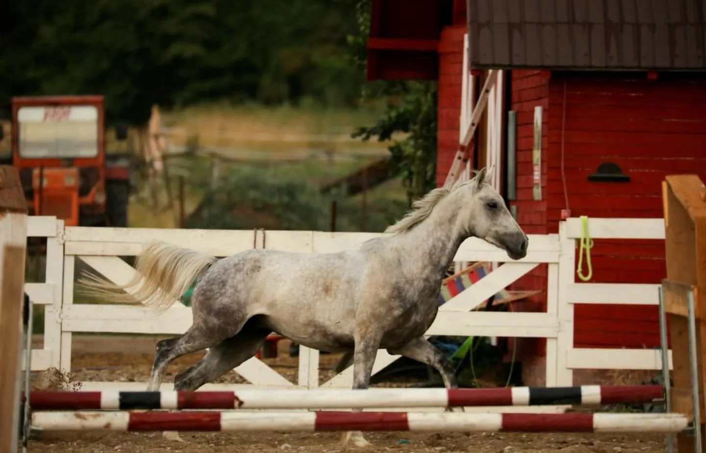Centrul de echitatie Palomino Horses. Călărie, cai, pensiune cai, servicii hipice