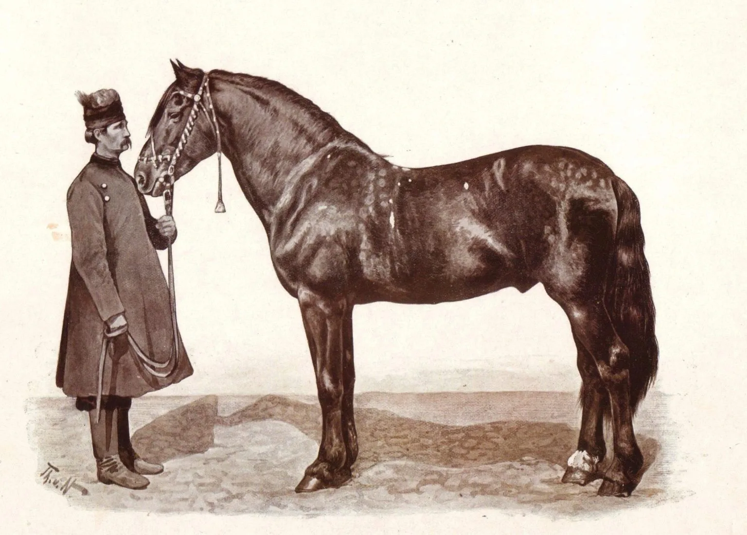 Armăsar Orlov din 1900. Foto Thomas von Nathusius via Wikimedia Commons.