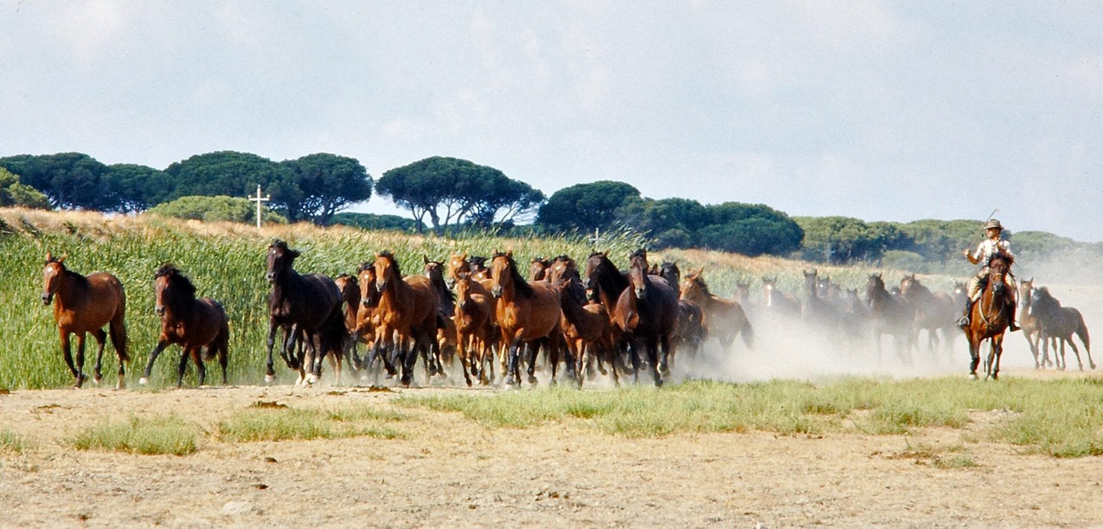 Rasa de cai Maremmano