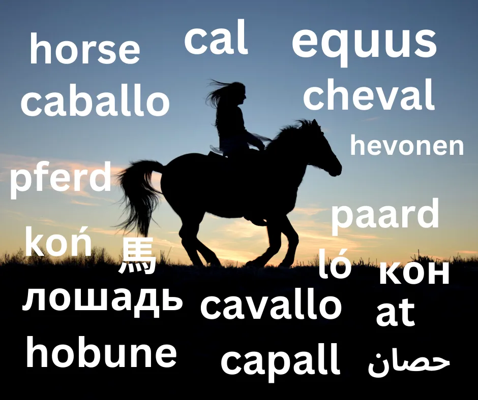 Etimologia cuvantului cal