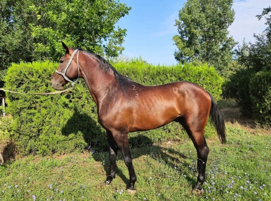 Vanzari cabaline - LOGIC