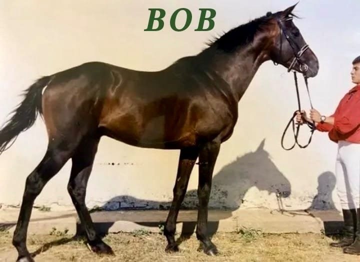 1997, 2000 Bob - Cislău / B. Georgescu