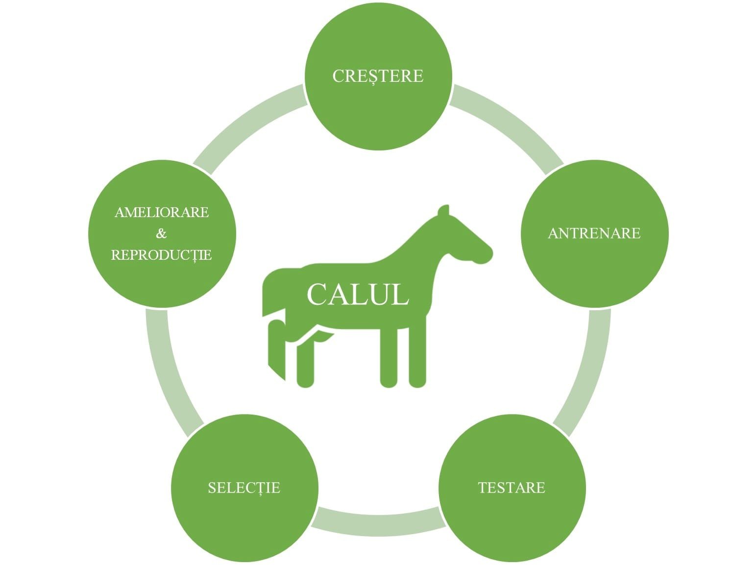 Calul - ameliorare reproductie, antrenare, crestere