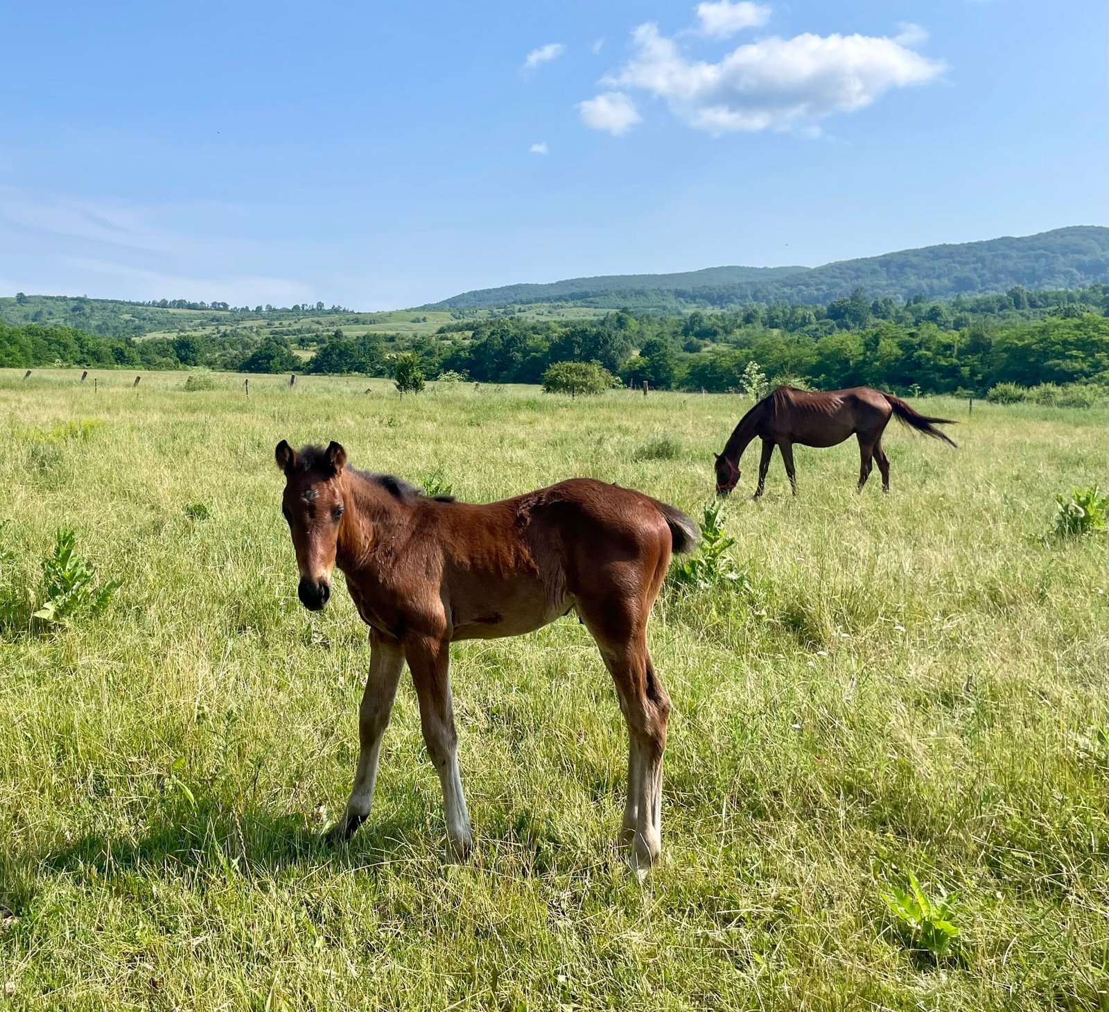 Herghelia Cislau cover