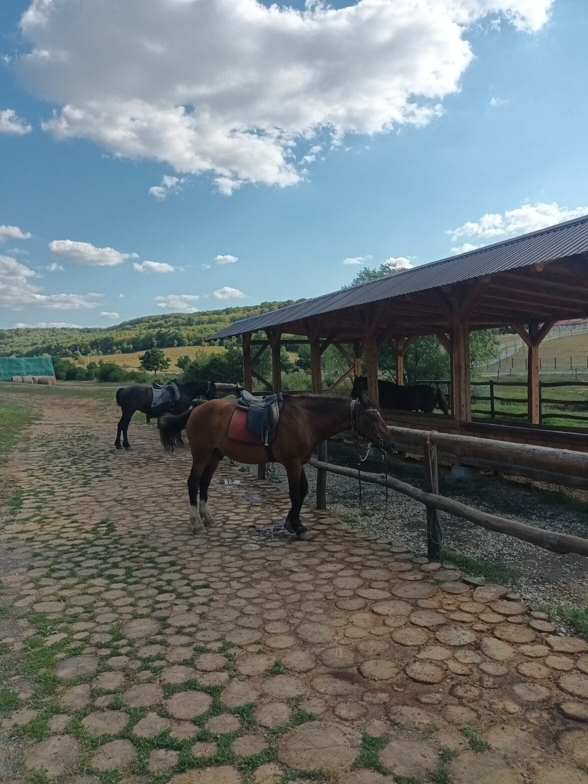 Centrul de echitatie Il Cavallino Baile Felix 1