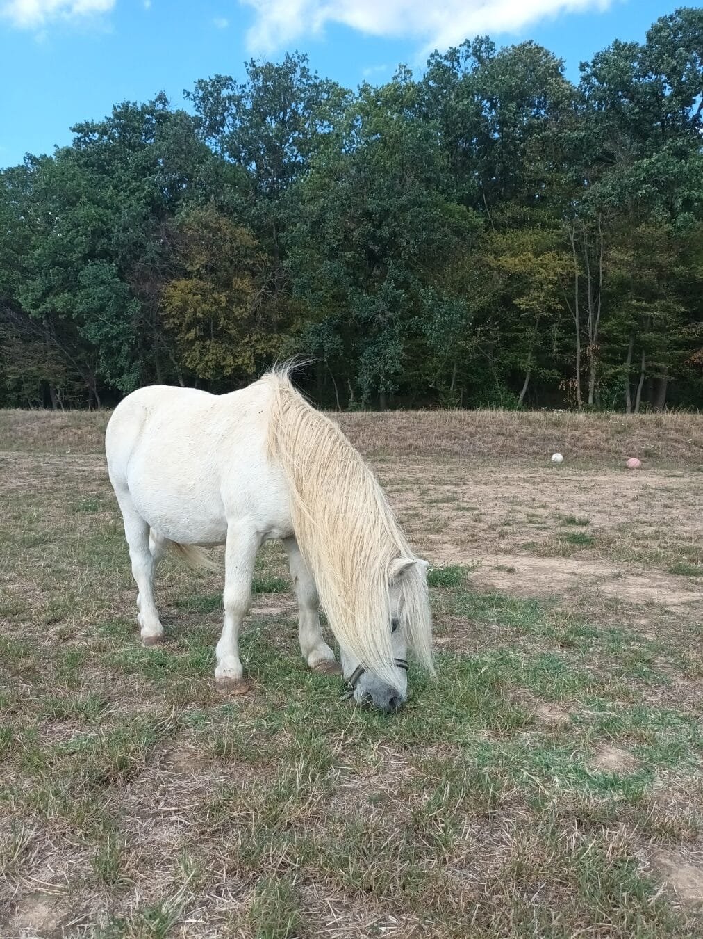 Centrul de echitatie Il Cavallino Baile Felix