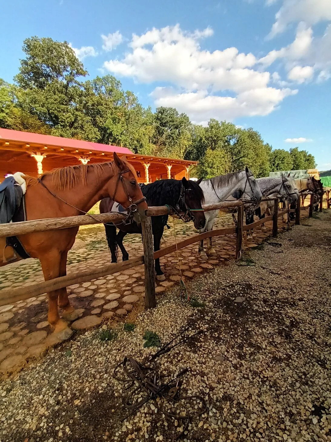 Clubul de echitatie Il Cavallino Baile Felix