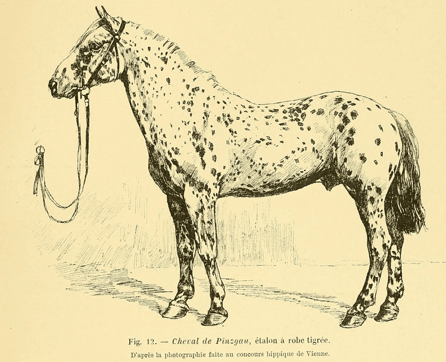 Rasa Noriker Pinzgau