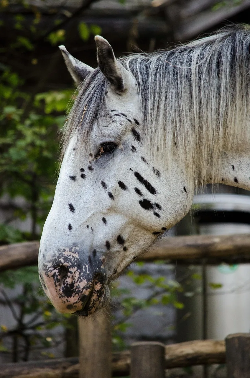 Rasa-Noriker-cai-ELMAR-leopard-herghelie