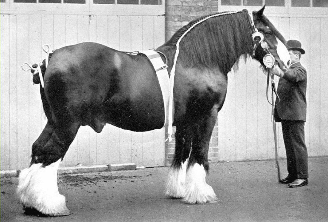 Rasa Shire Stroxton_Tom_1906