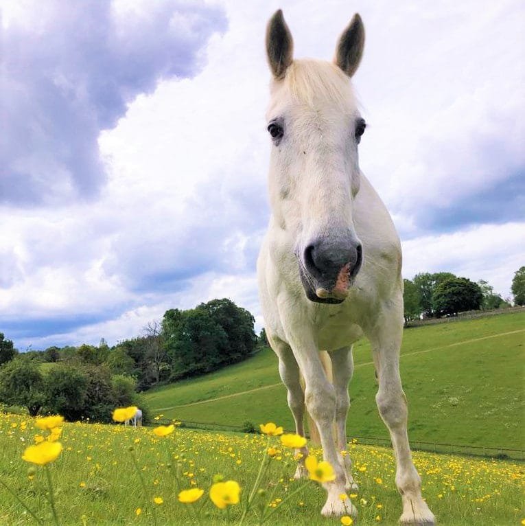 calul Windsor Grey Storm