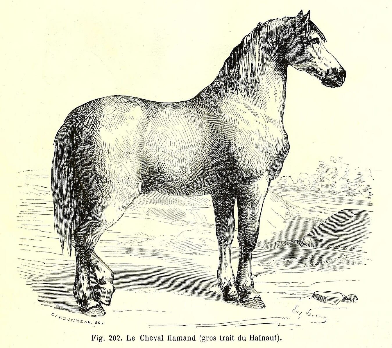 calul flamand - rasa-shire