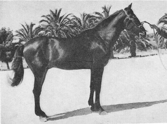 Alter REal calul Vigilante