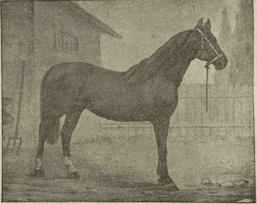 Cal Armăsar de Ialomița